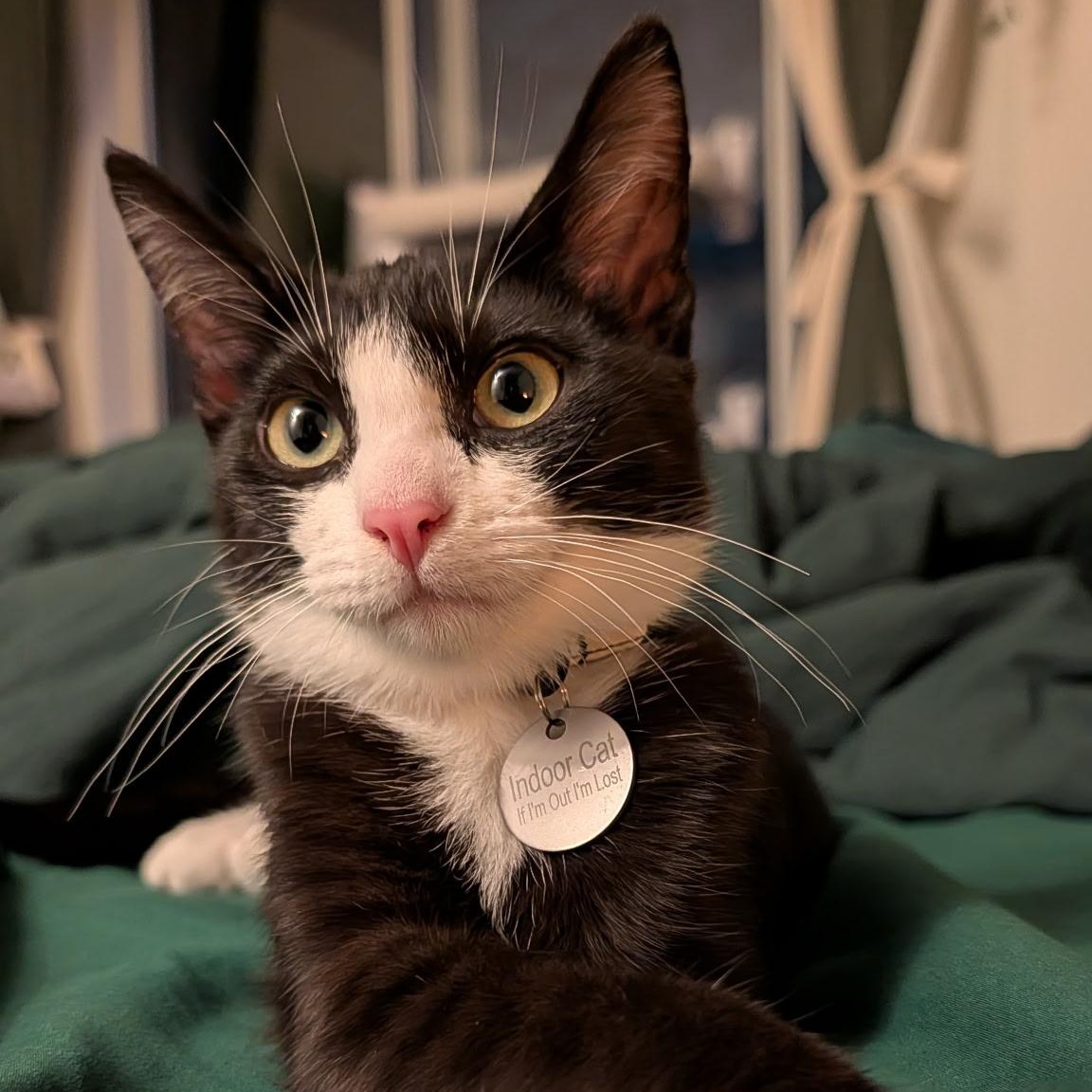 Enlarge Blake, a Adoptable Domestic Short Hair in Renton , WA image 2/6