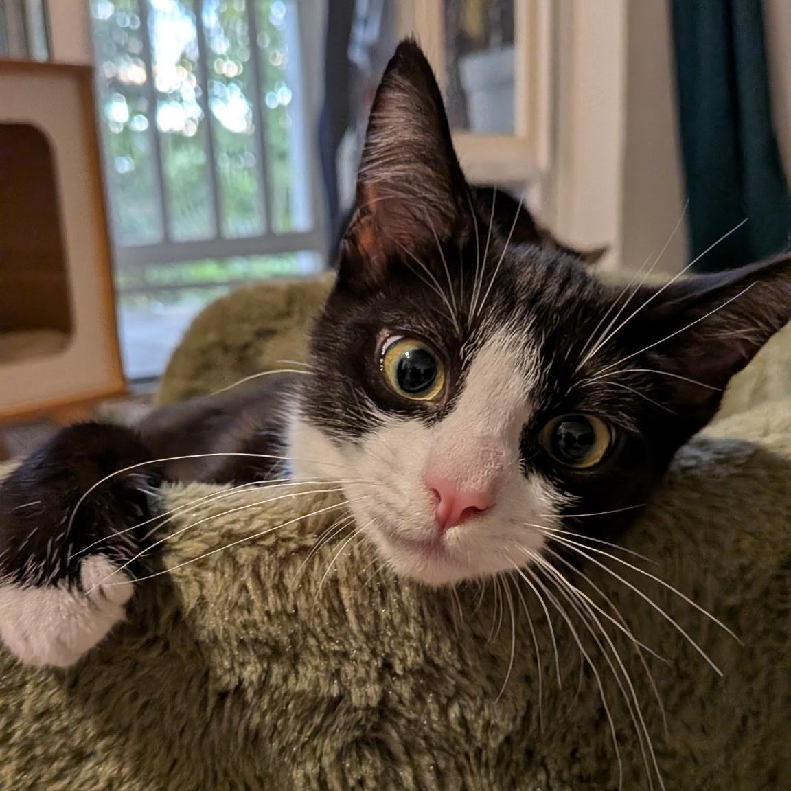 Enlarge Blake, a Adoptable Domestic Short Hair in Renton , WA image 4/6