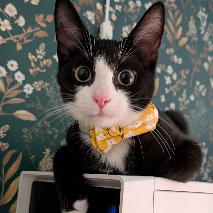 Blake, Adoptable, Kitten Female Domestic Short Hair.