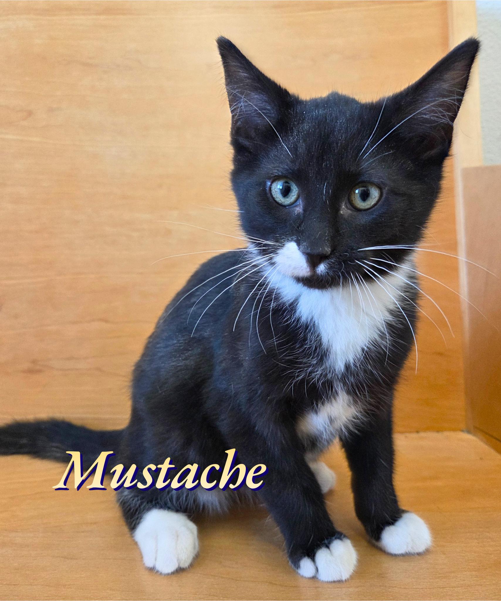 Mustache thumbnail 2