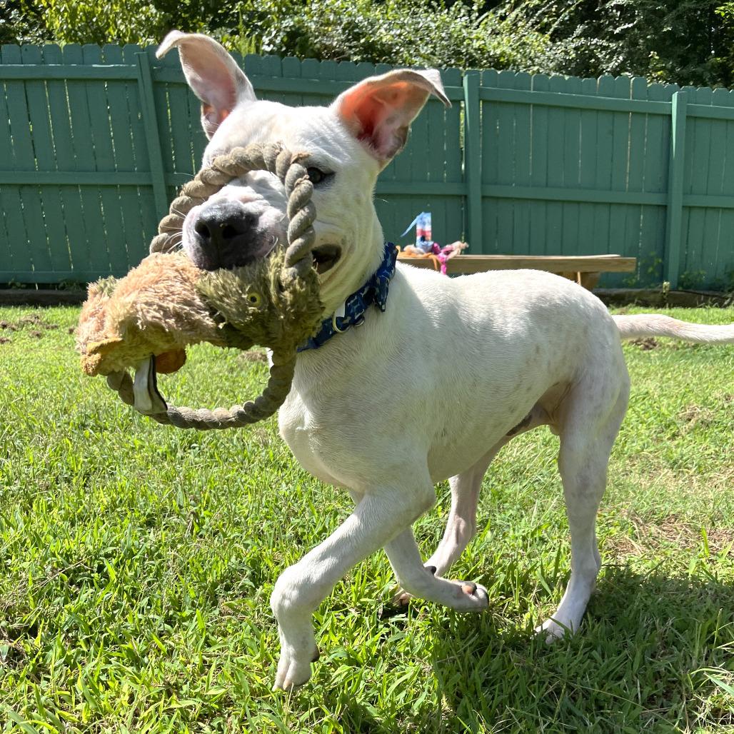 Ralph, Adoptable, Adult Male Pit Bull Terrier & Labrador Retriever.