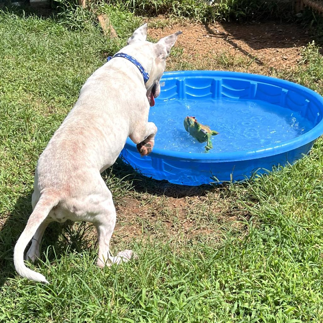 Ralph, a Adoptable mixed breed in Starkville, MS image 2/6