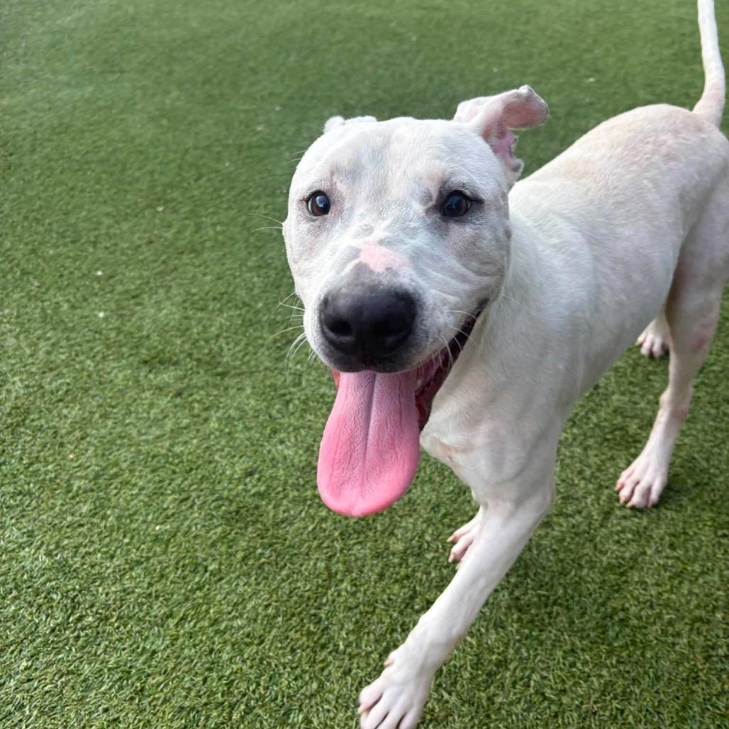 Ralph, a Adoptable mixed breed in Starkville, MS image 3/6