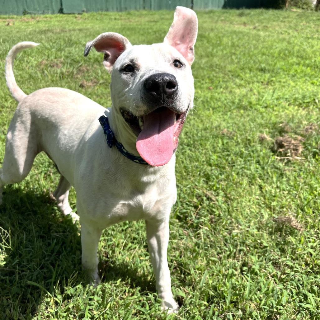 Ralph, a Adoptable mixed breed in Starkville, MS image 4/6