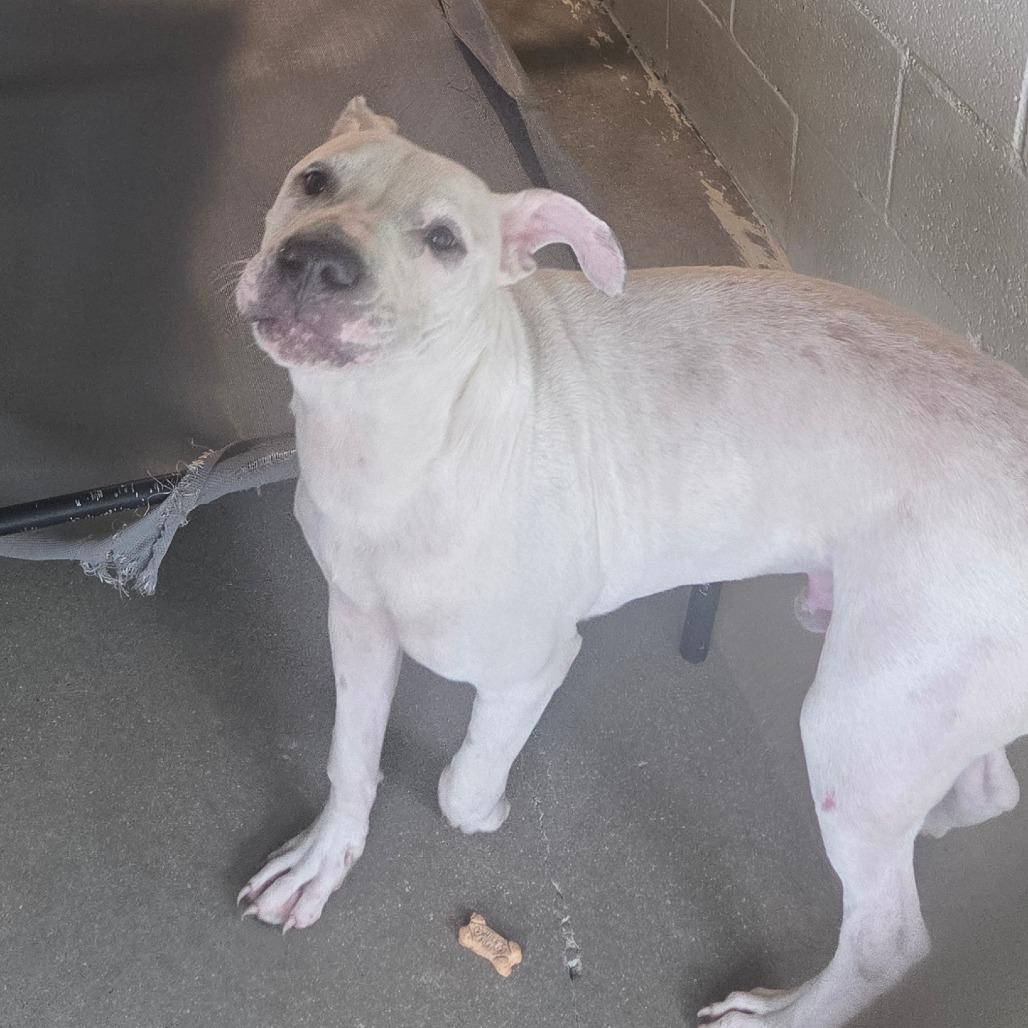 Ralph, a Adoptable mixed breed in Starkville, MS image 5/6