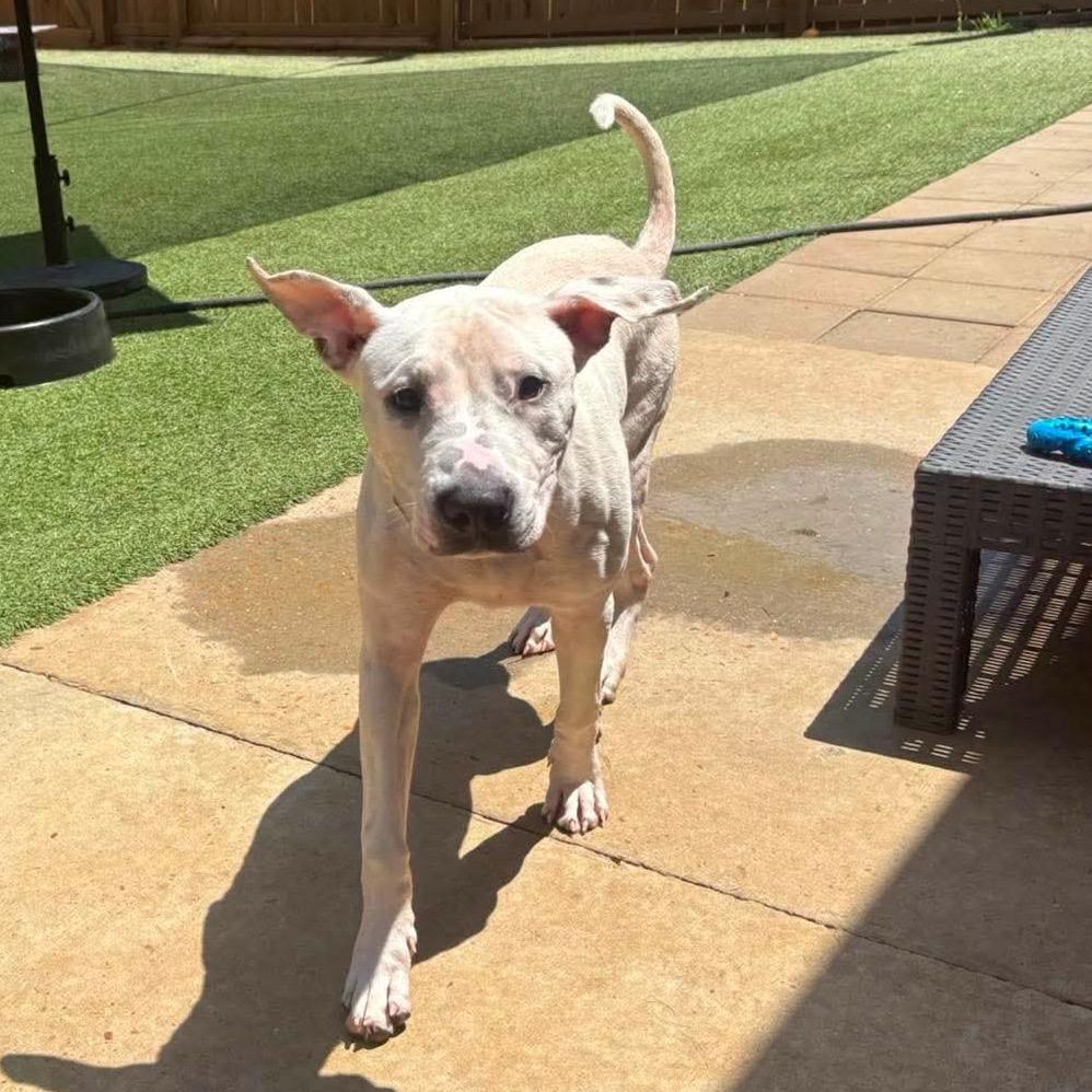 Ralph, a Adoptable mixed breed in Starkville, MS image 6/6