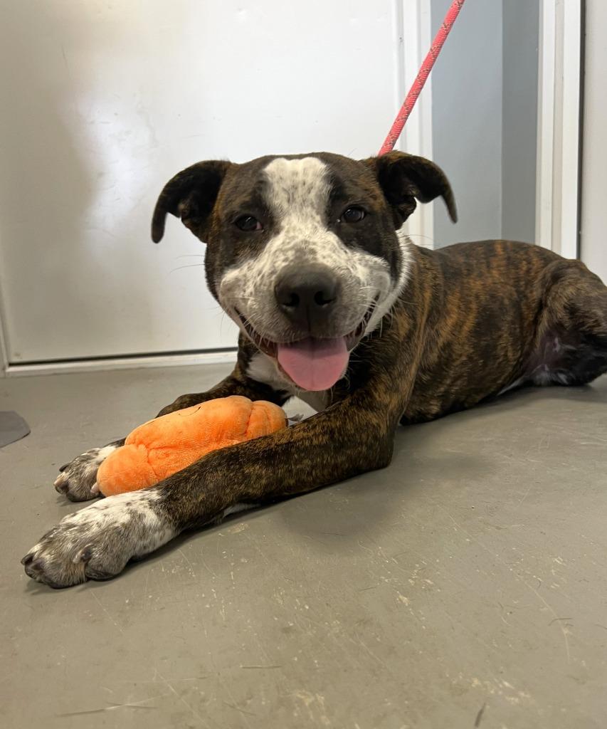 Enlarge Rizzo, a Adoptable American Staffordshire Terrier in Hartford City, IN image 1/6