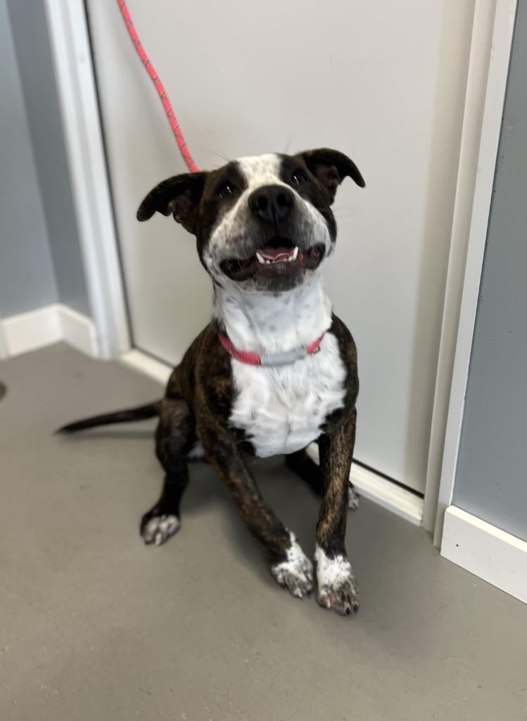 Enlarge Rizzo, a Adoptable American Staffordshire Terrier in Hartford City, IN image 2/6