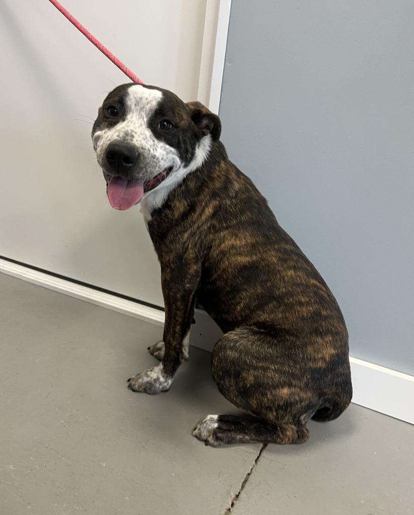 Enlarge Rizzo, a Adoptable American Staffordshire Terrier in Hartford City, IN image 3/6