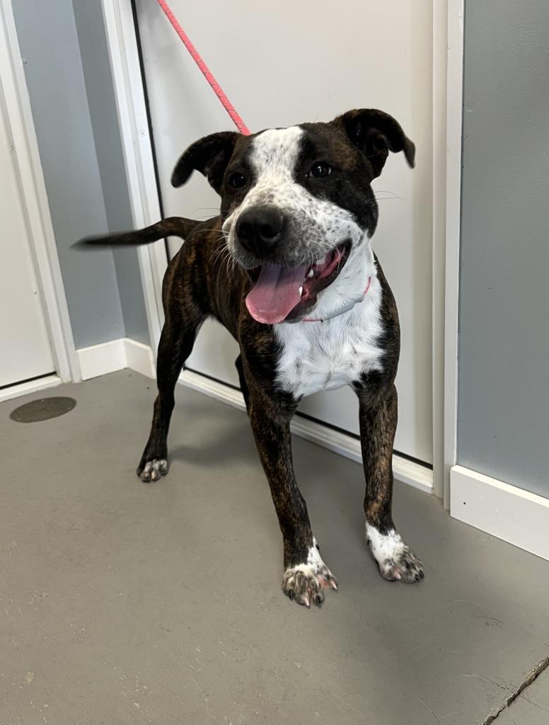 Enlarge Rizzo, a Adoptable American Staffordshire Terrier in Hartford City, IN image 5/6