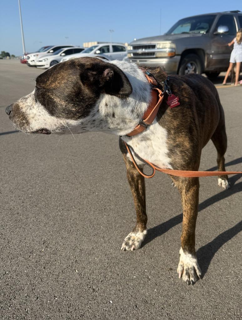 Enlarge Rizzo, a Adoptable American Staffordshire Terrier in Hartford City, IN image 6/6