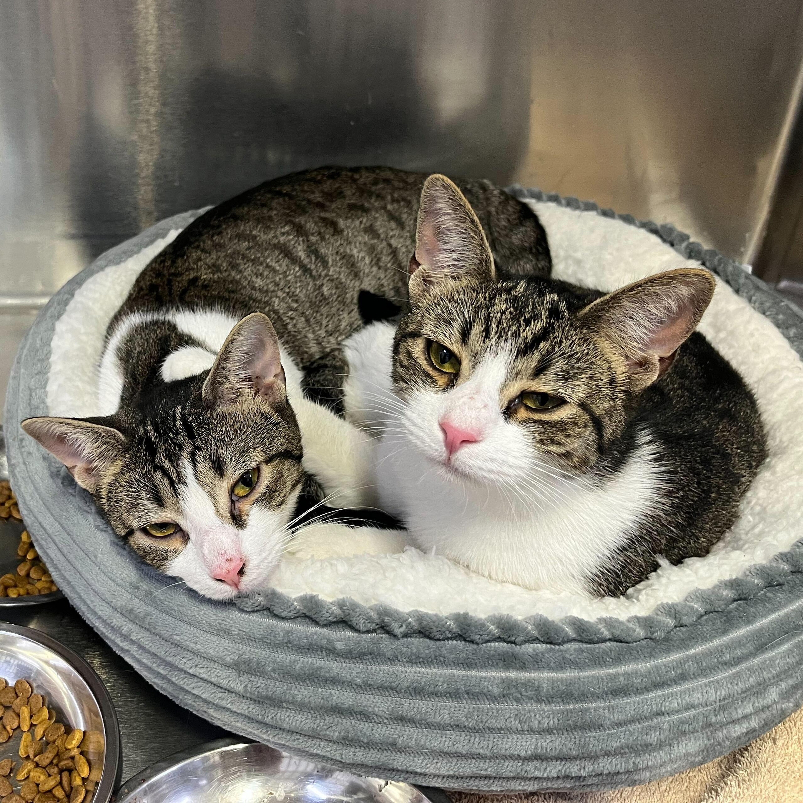 Enlarge Pigeon & Dove, a ADOPTABLE Domestic Short Hair in Waltham, MA image 1/2