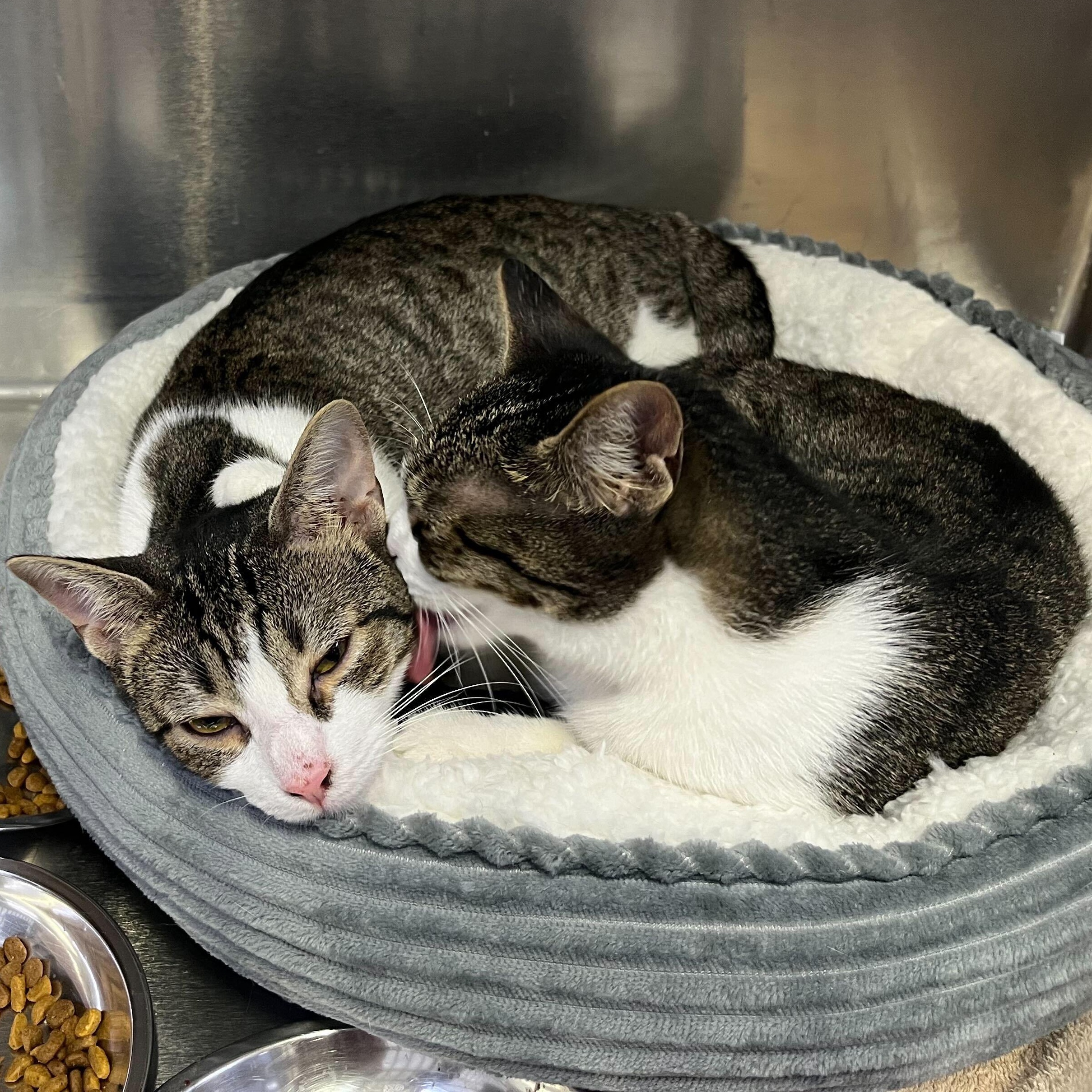 Enlarge Pigeon & Dove, a ADOPTABLE Domestic Short Hair in Waltham, MA image 2/2