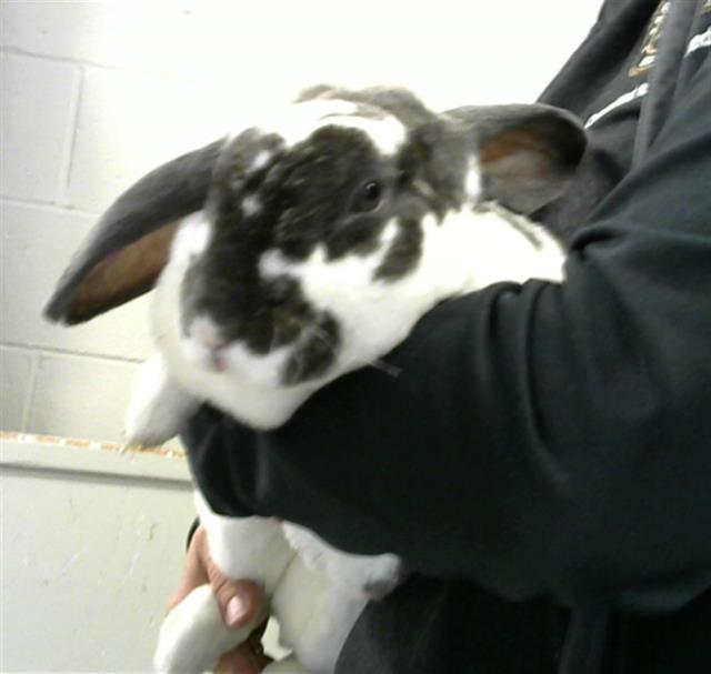 CINDY, Adoptable, Adult Female Mini Rex.