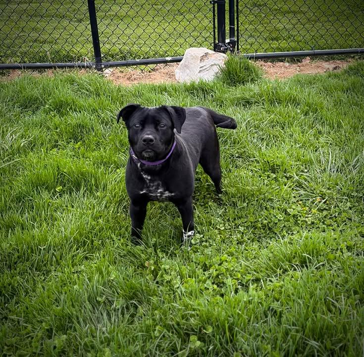 Namie, adopted, Adult Female Australian Cattle Dog / Blue Heeler & Pit Bull Terrier.