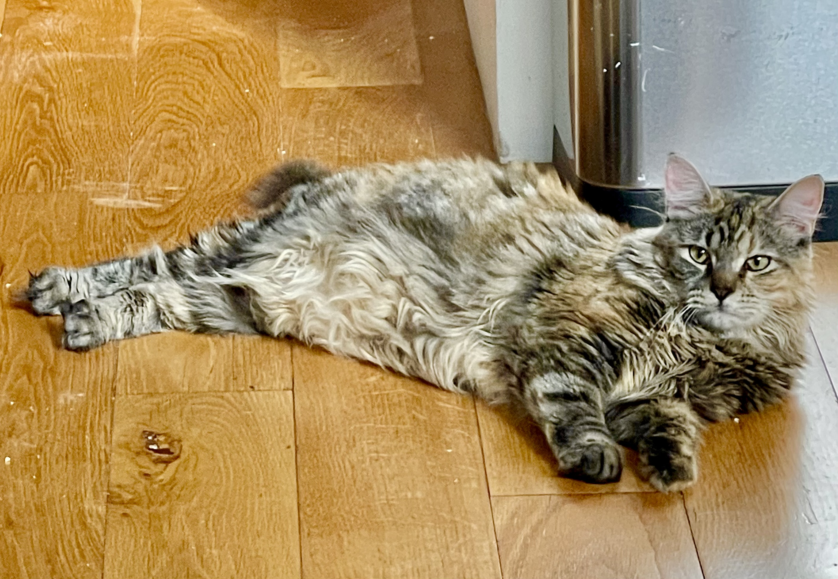 Enlarge Nadja, an adopted Domestic Long Hair in Jersey City, NJ image 6/6