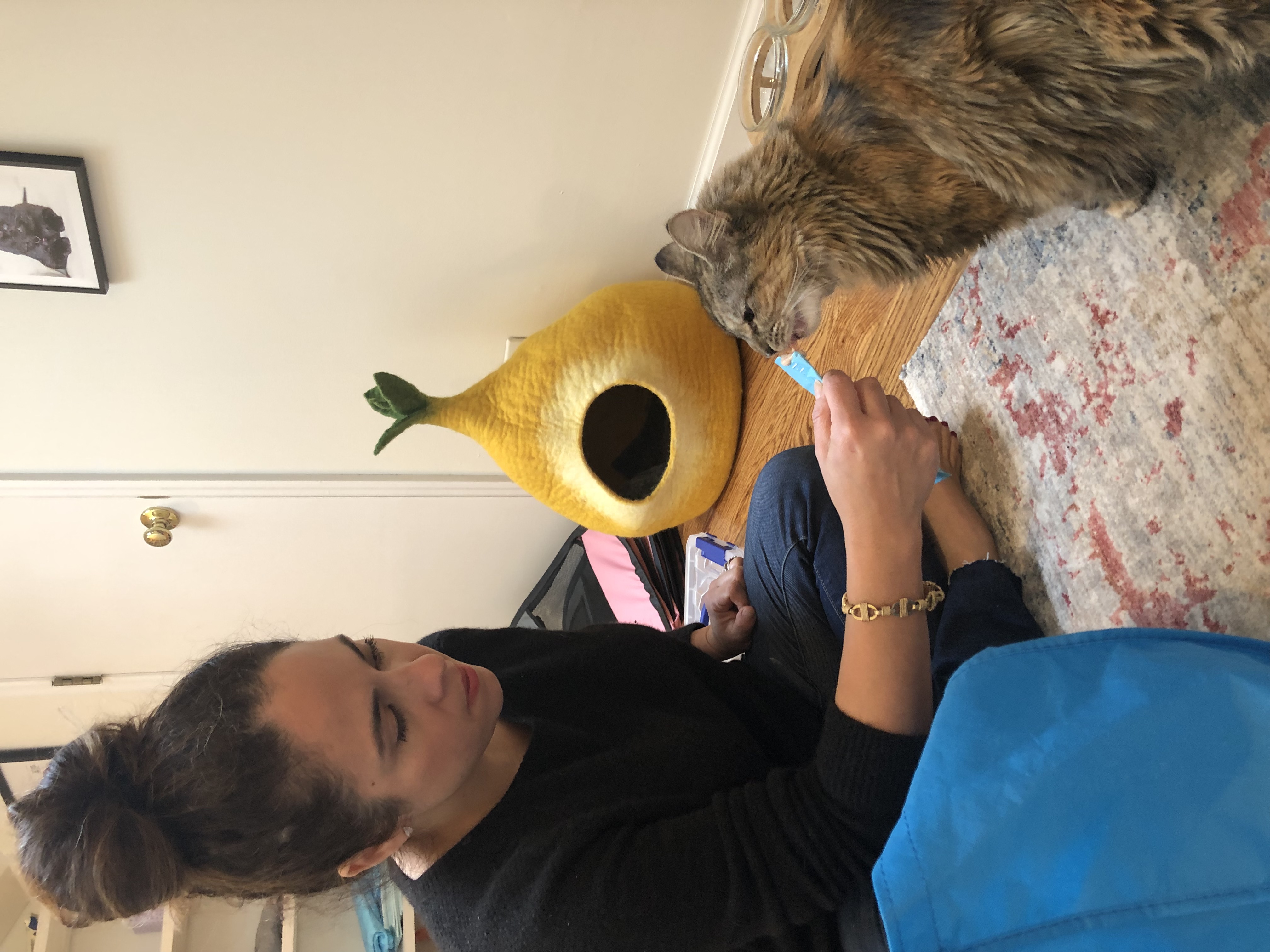 Enlarge Nadja, an adopted Domestic Long Hair in Jersey City, NJ image 4/6