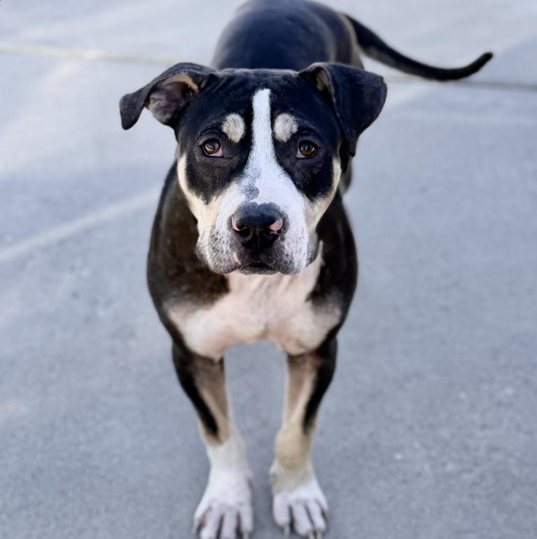 Henry, ADOPTABLE, Young Male Pit Bull Terrier & Mixed Breed.