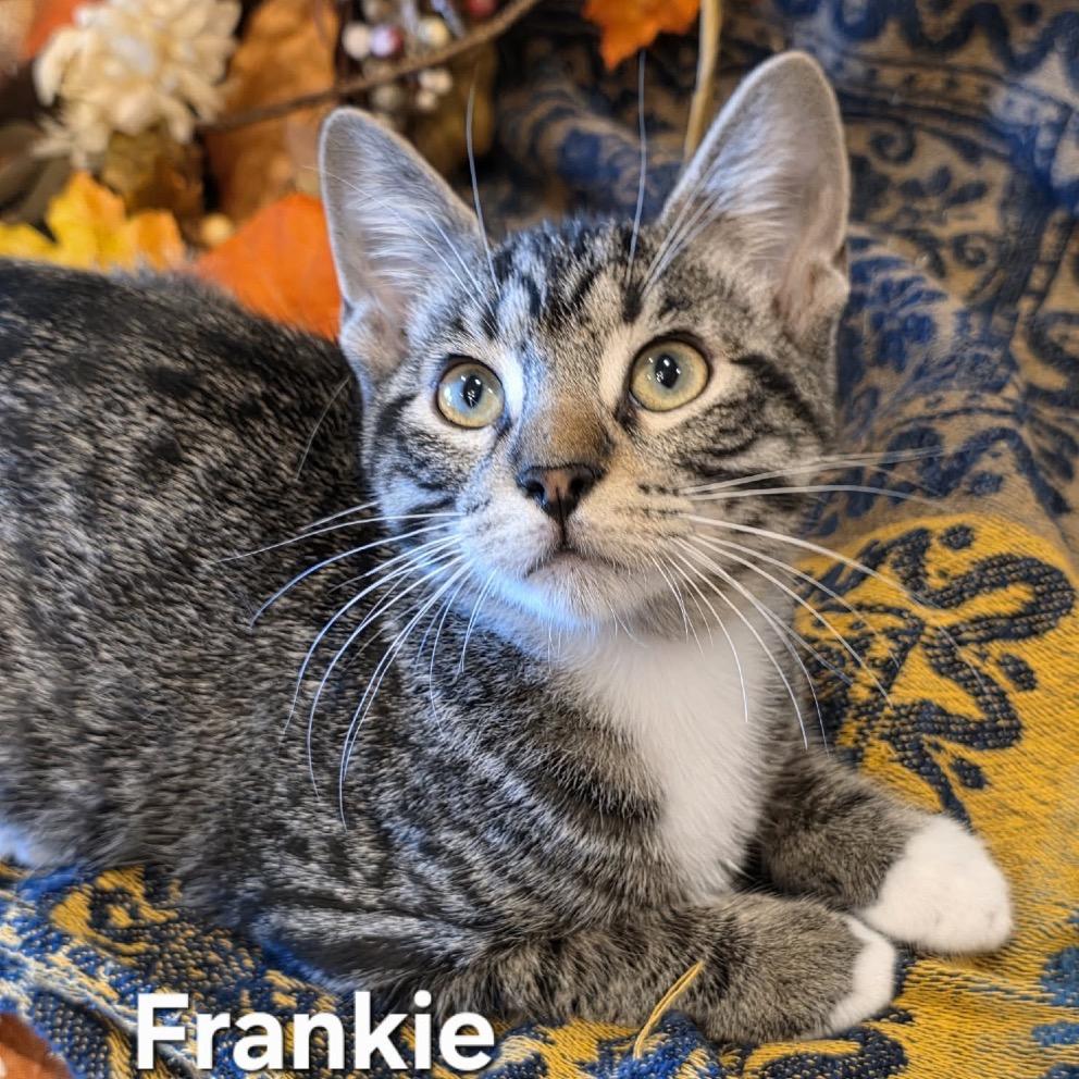FRANKIE, Adoptable, Young Male Domestic Short Hair & Domestic Short Hair.