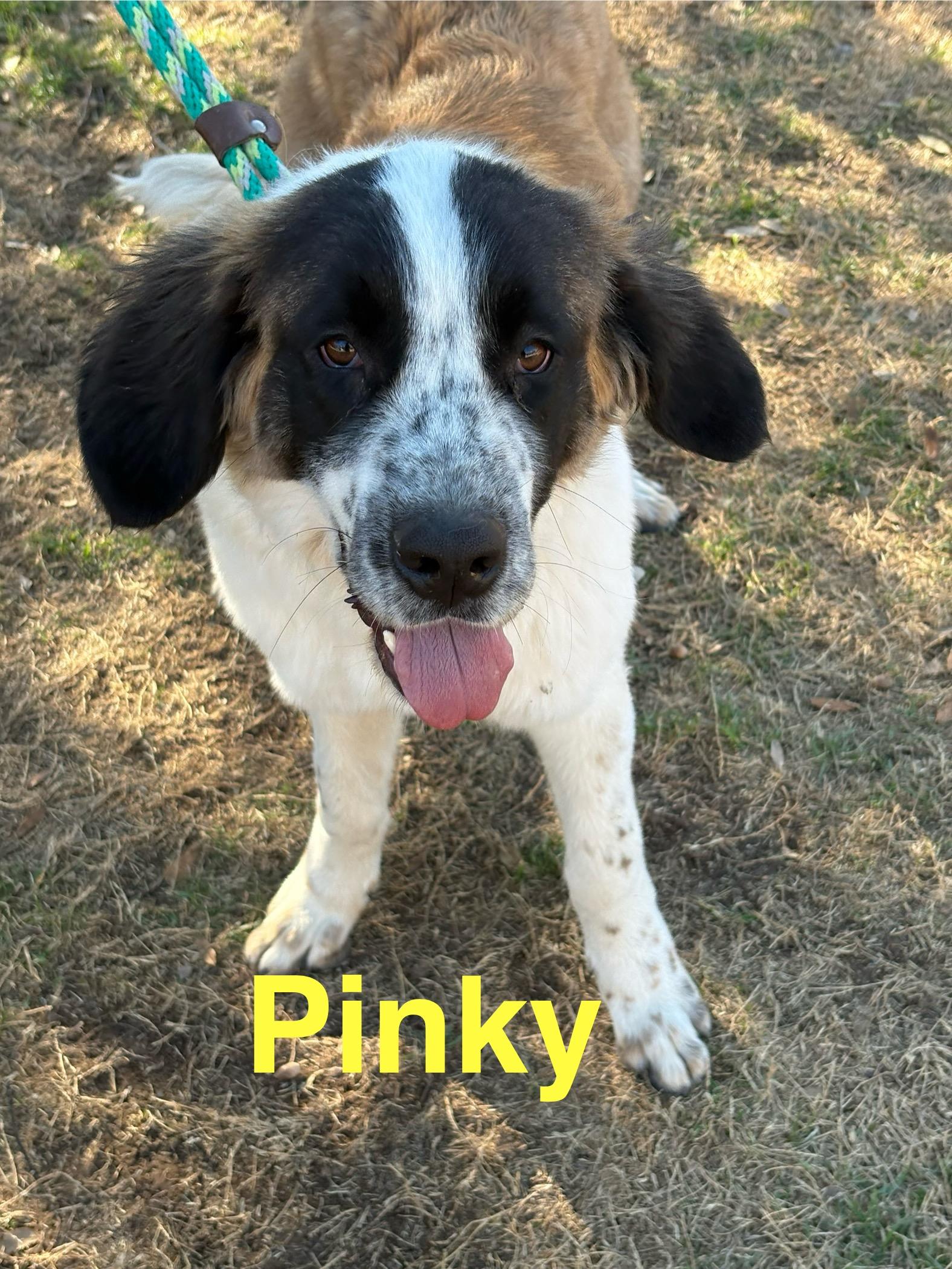 Pinky, ADOPTABLE, Young Female Saint Bernard.