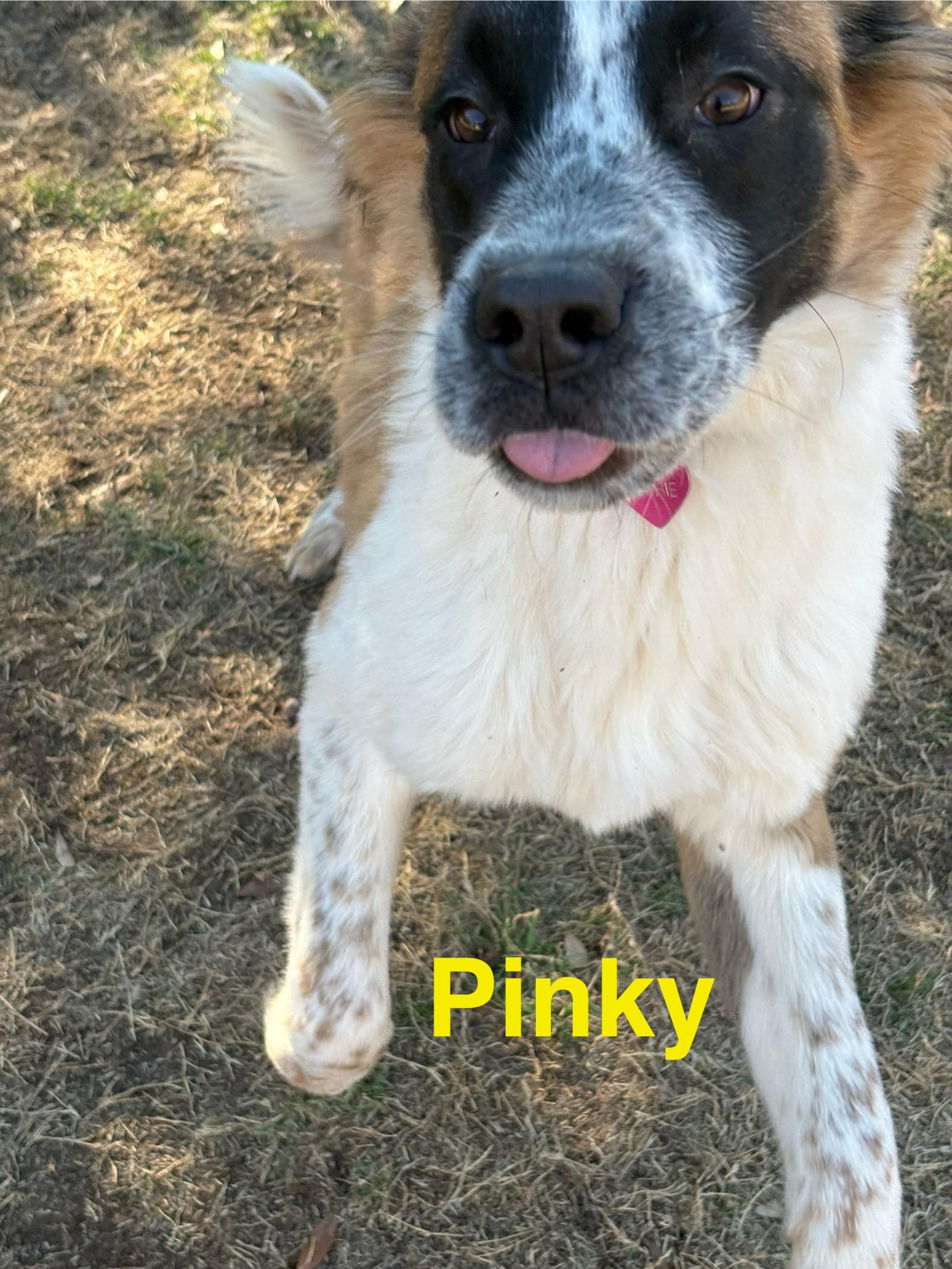Enlarge Pinky, a ADOPTABLE mixed breed in McKinney, TX image 3/3