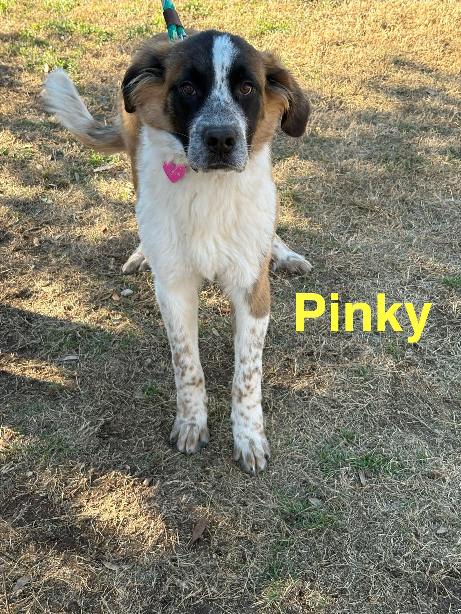 Enlarge Pinky, a ADOPTABLE mixed breed in McKinney, TX image 2/3