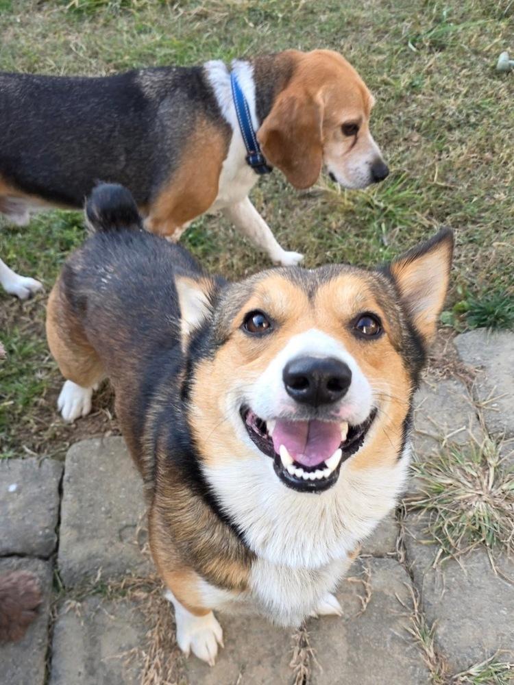 Wynn, Adoptable, Young Male Corgi & Cardigan Welsh Corgi.