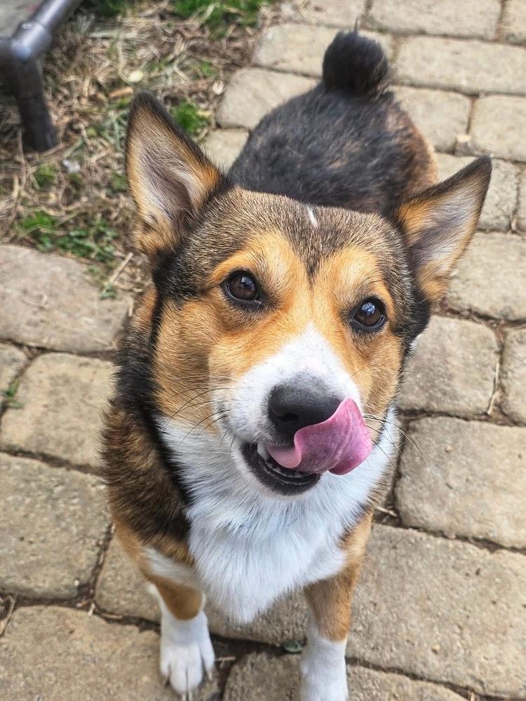 Wynn, a Adoptable mixed breed in Middletown, CT image 2/6