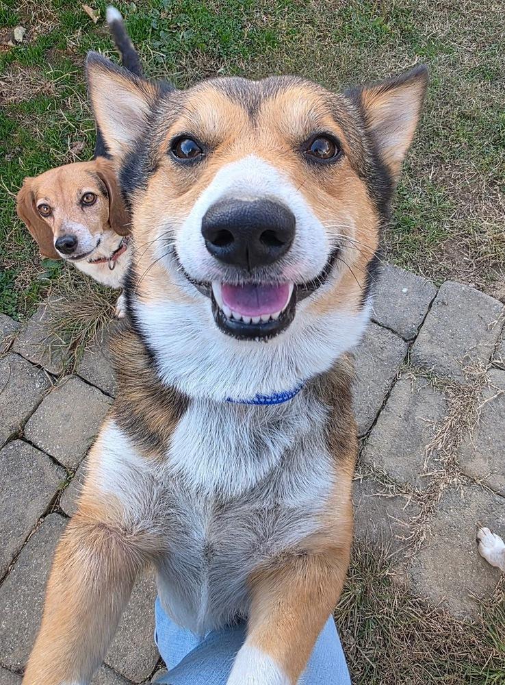 Wynn, a Adoptable mixed breed in Middletown, CT image 4/6