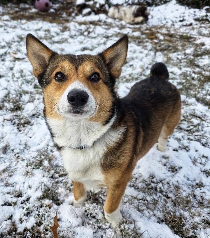 Wynn, a Adoptable mixed breed in Middletown, CT image 5/6