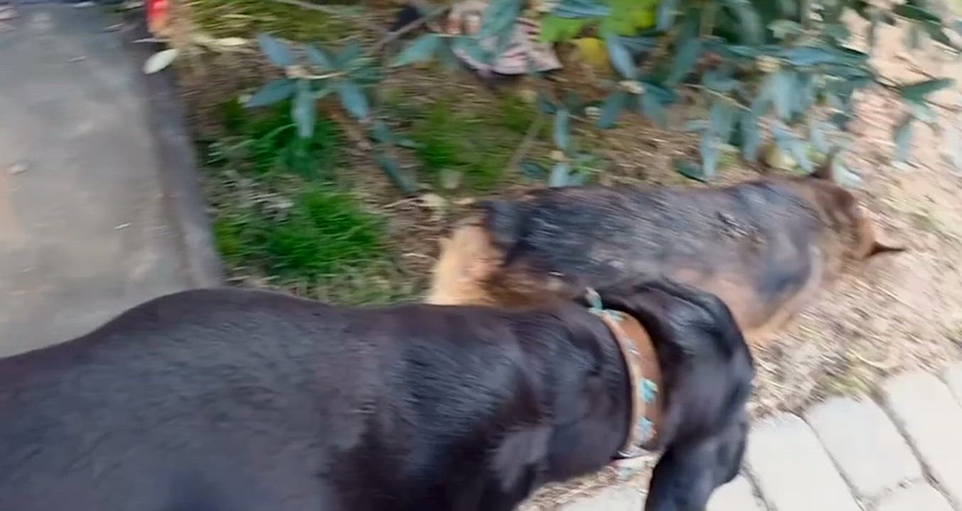 Enlarge Wynn, a Adoptable mixed breed in Middletown, CT video 6/6