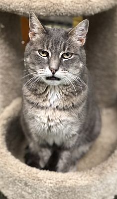 Braveheart, Adoptable, Adult Female Domestic Short Hair.