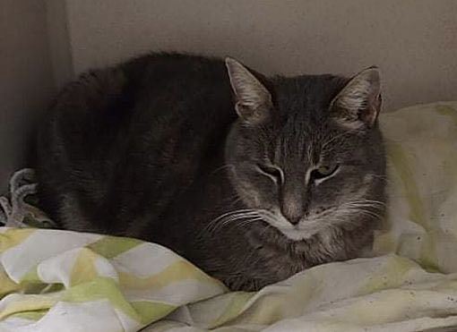 Braveheart, a Adoptable Domestic Short Hair in Pottsville, PA image 2/4