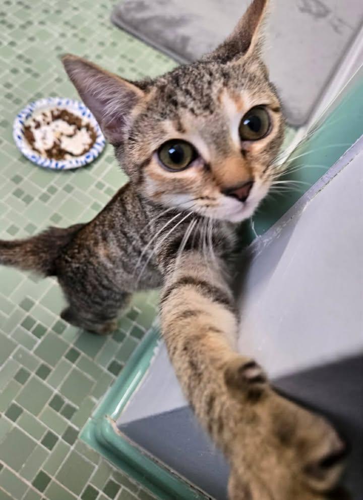 Enlarge Dory, a ADOPTABLE mixed breed in Greenville, NC image 3/6