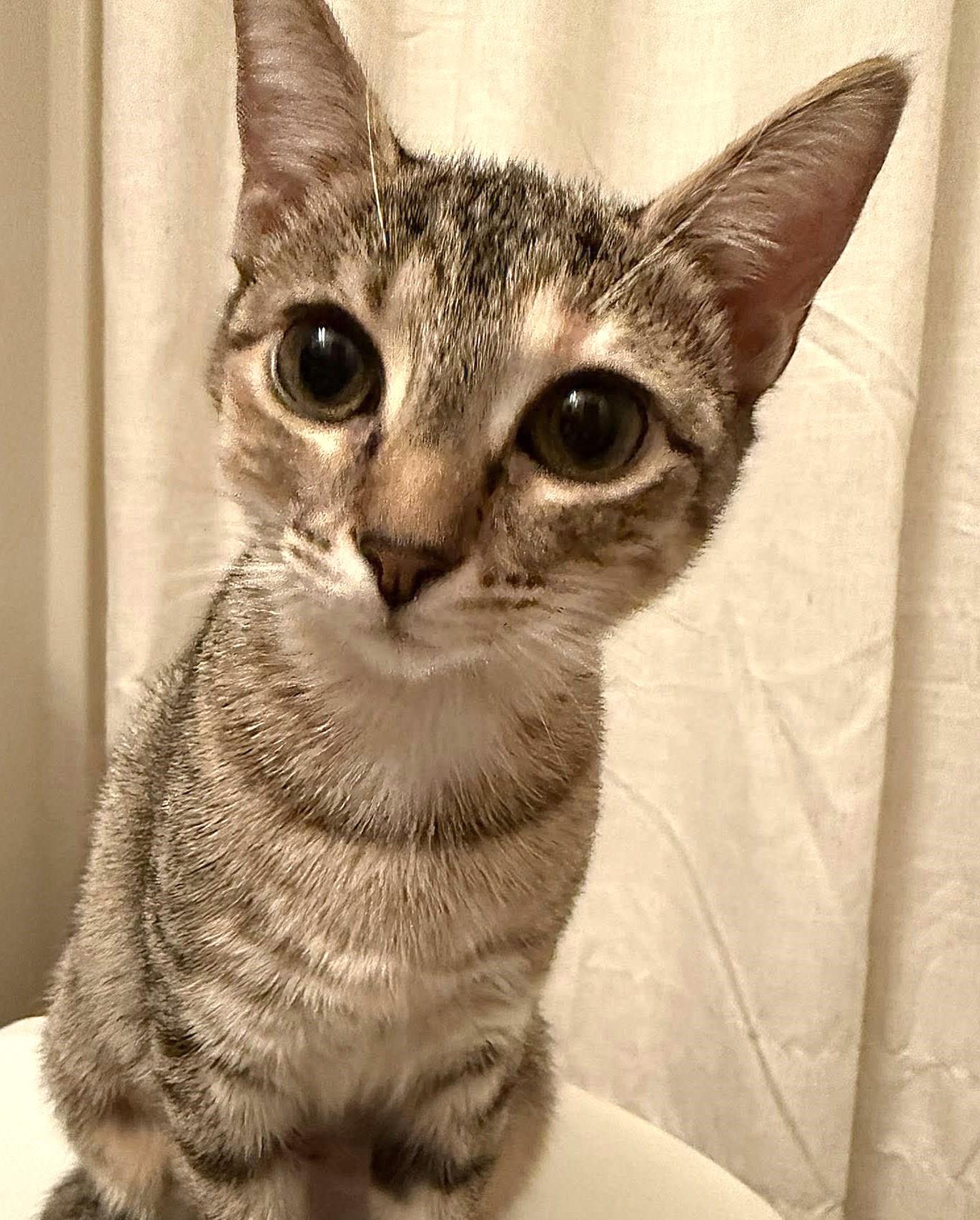 Dory, ADOPTABLE, Young Female Calico & Tabby.