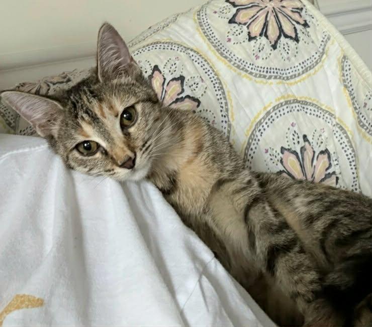 Enlarge Dory, a ADOPTABLE mixed breed in Greenville, NC image 4/6