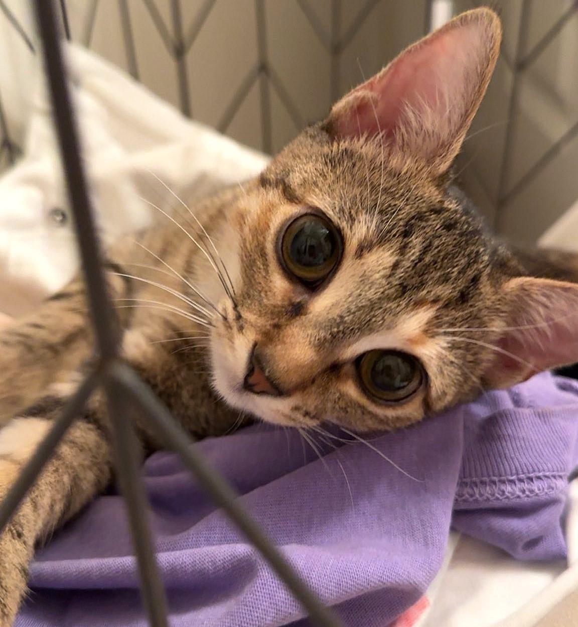 Enlarge Dory, a ADOPTABLE mixed breed in Greenville, NC image 6/6