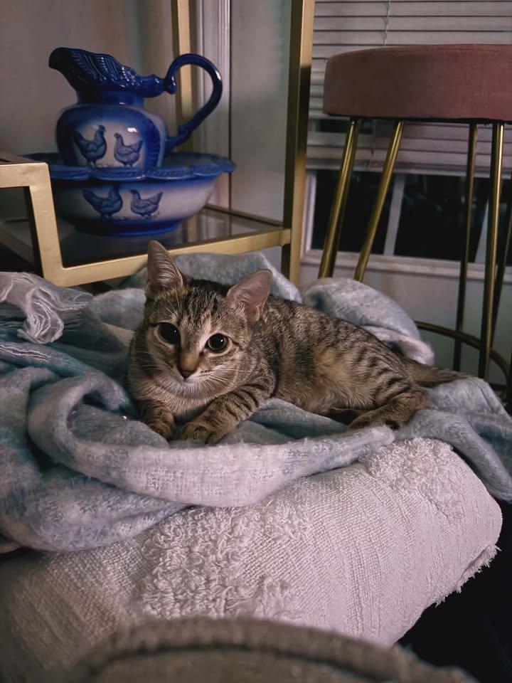 Enlarge Dory, a ADOPTABLE mixed breed in Greenville, NC image 2/6