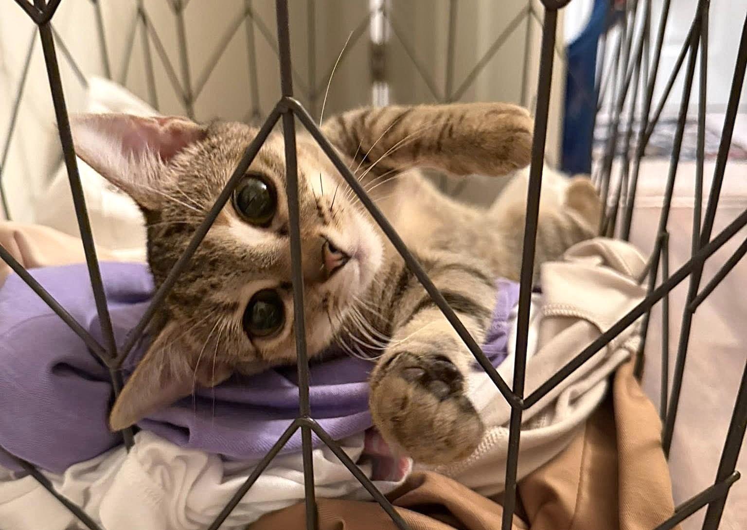 Enlarge Dory, a ADOPTABLE mixed breed in Greenville, NC image 5/6