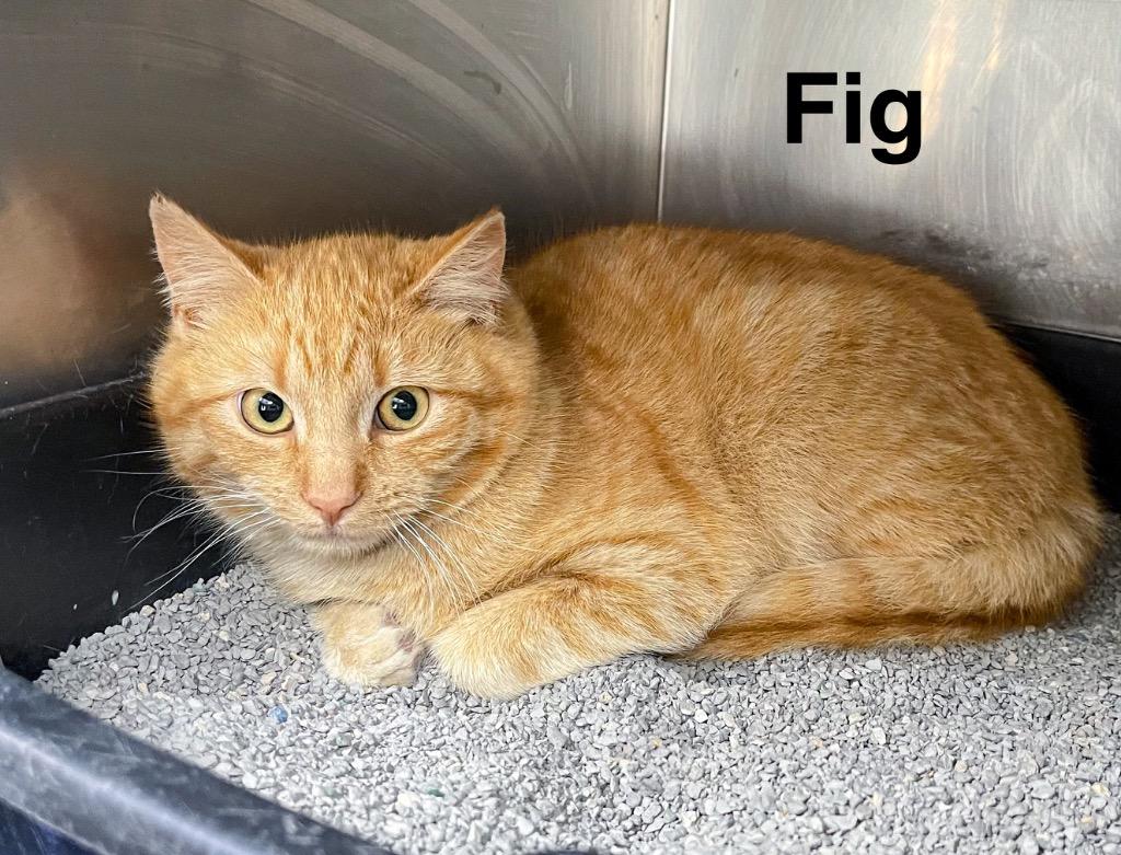 Enlarge Fig, a Adoptable mixed breed in Clearfield, KY image 1/1