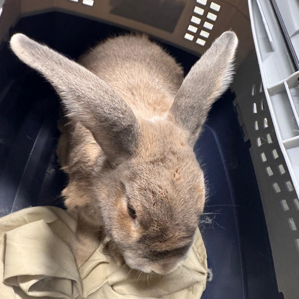 Boots, Adoptable, Senior Male Rex & Rex.