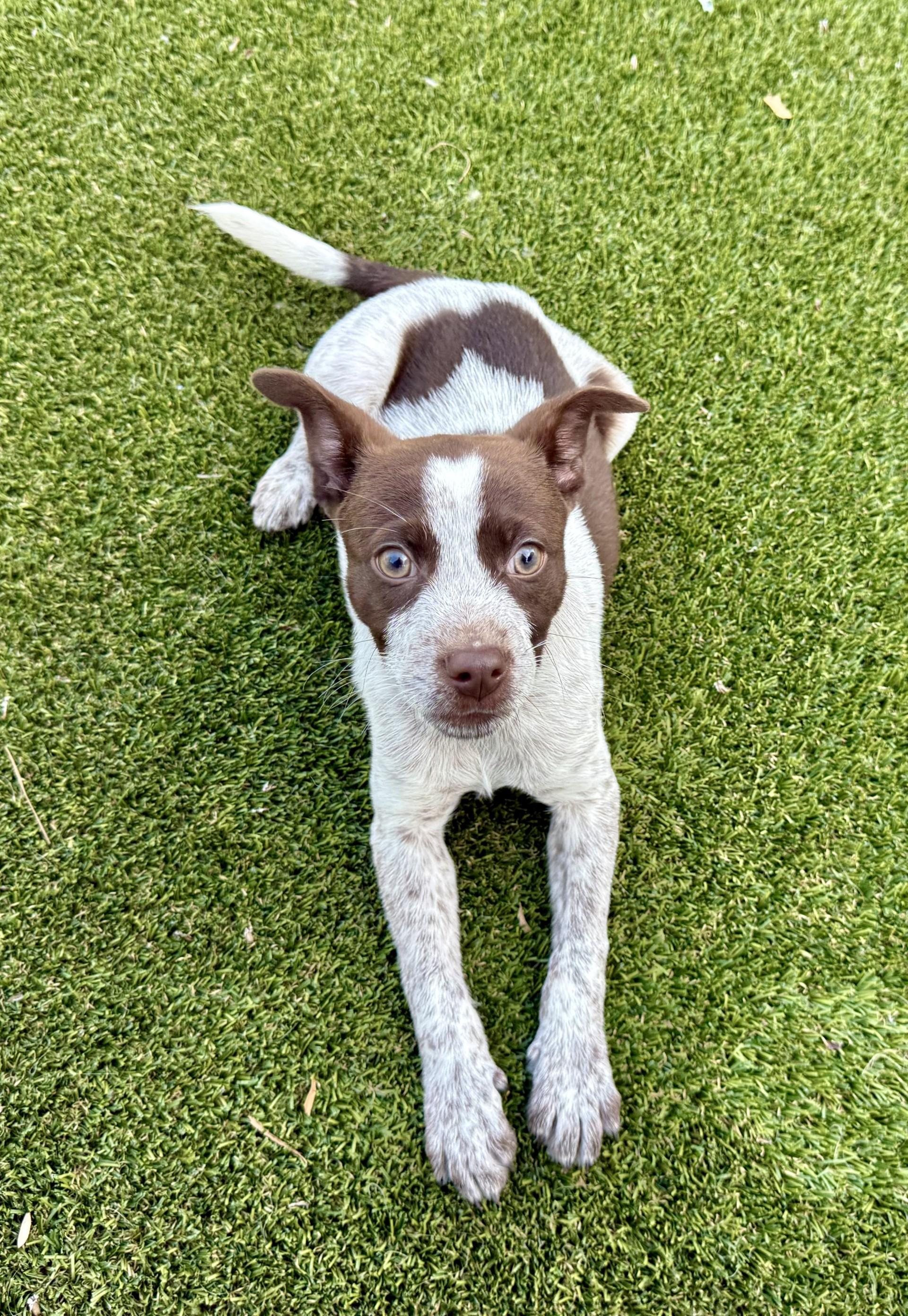 Enlarge Espresso, an adopted mixed breed in Los Alamitos, CA image 4/6