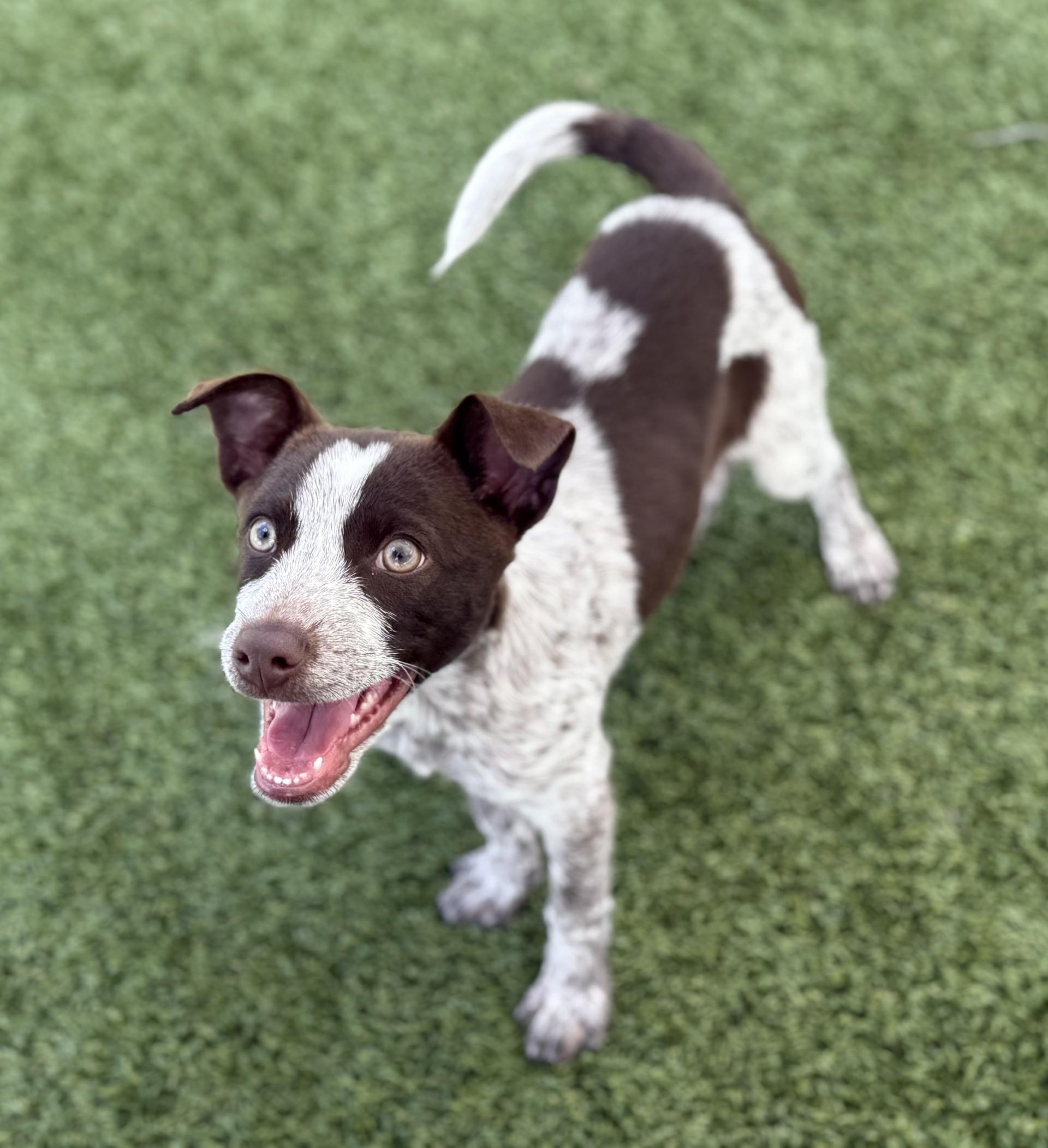 Enlarge Espresso, an adopted mixed breed in Los Alamitos, CA image 6/6