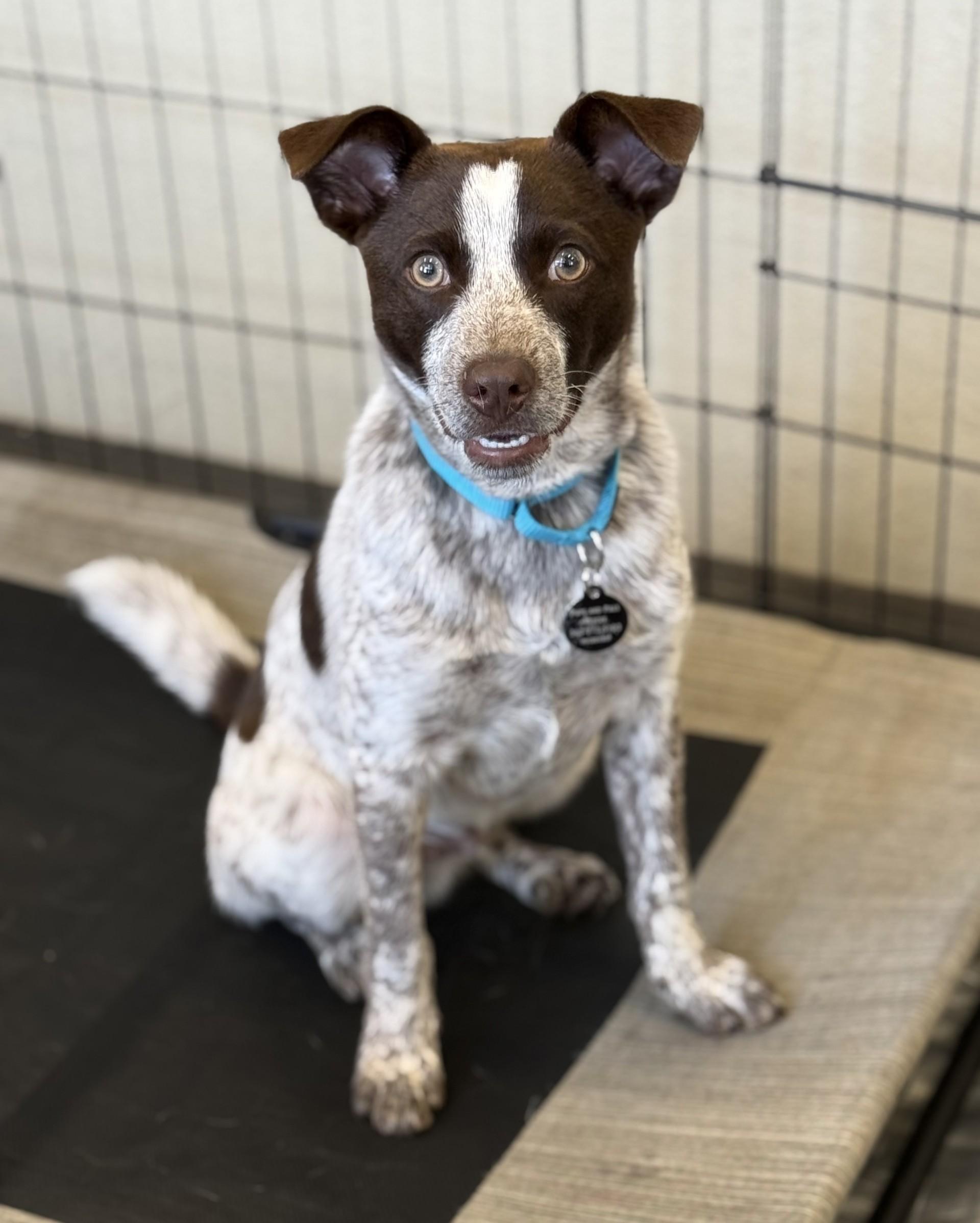Enlarge Espresso, an adoptable mixed breed in Los Alamitos, CA image 2/6