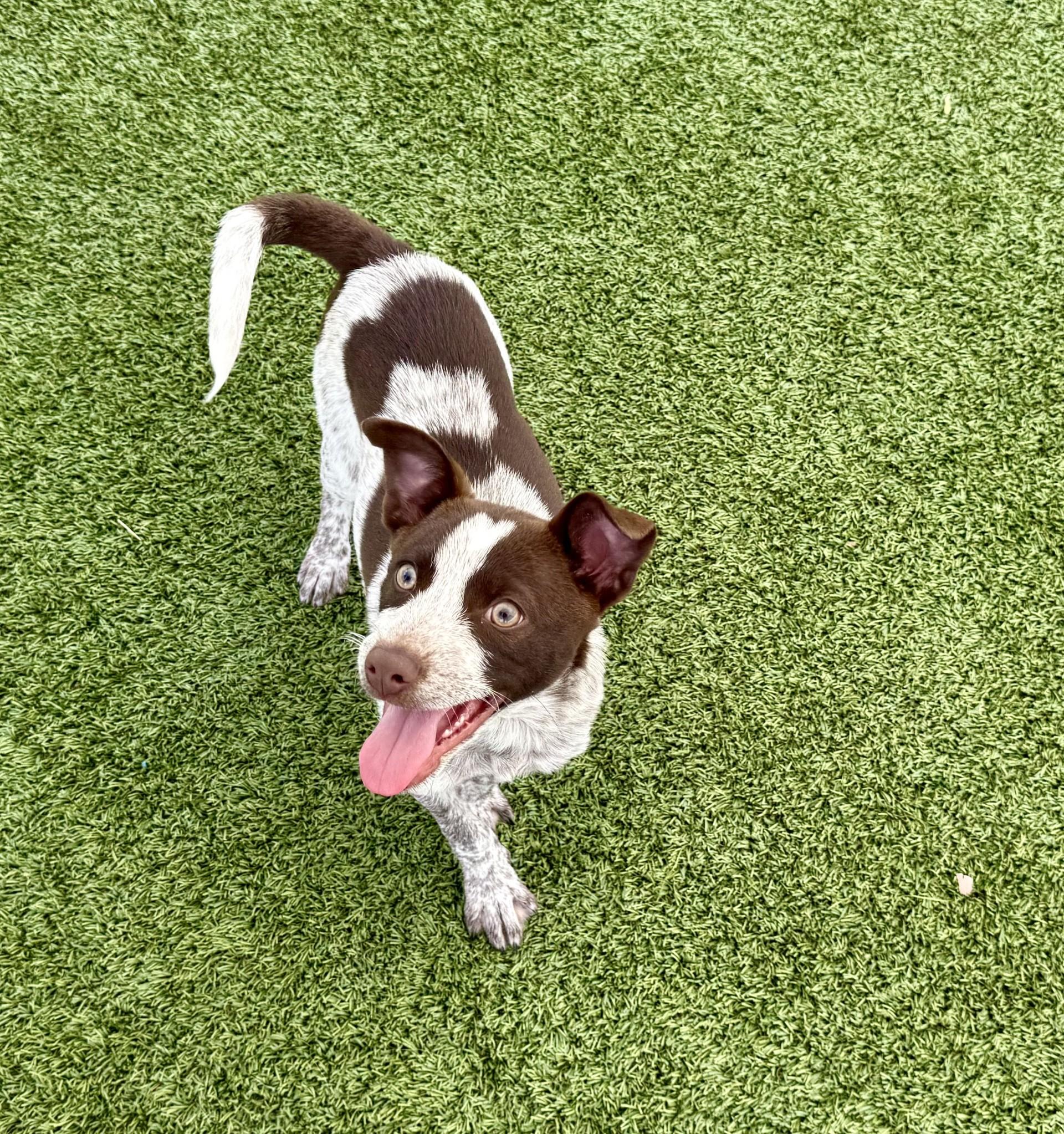 Espresso, adopted, Puppy Male Cattle Dog & Chihuahua.