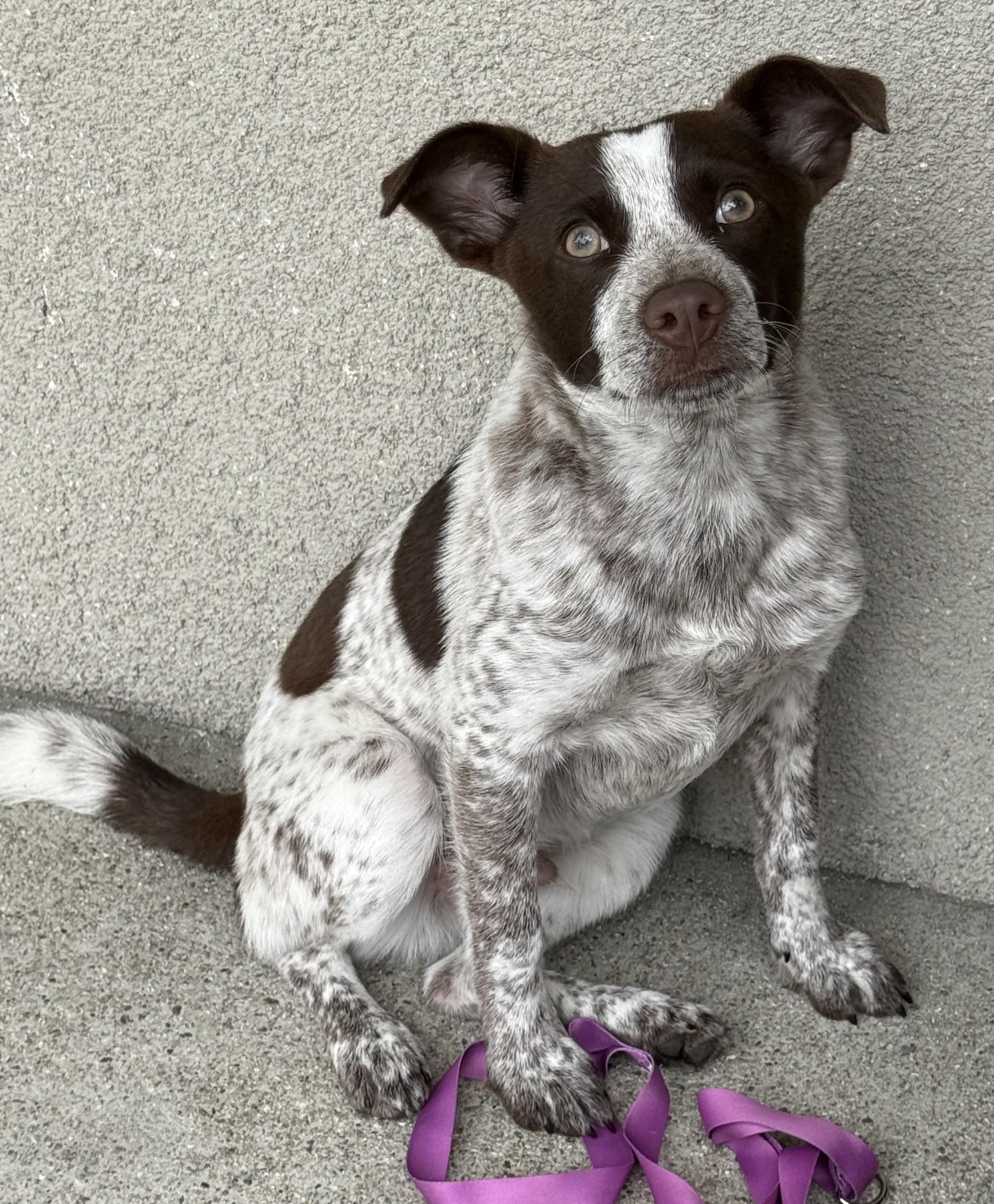 Enlarge Espresso, an adoptable mixed breed in Los Alamitos, CA image 1/6