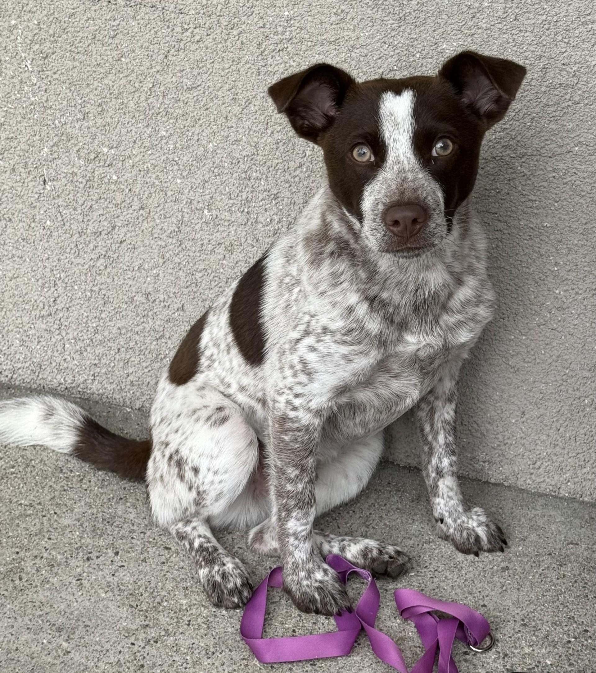 Enlarge Espresso, an adoptable mixed breed in Los Alamitos, CA image 3/6