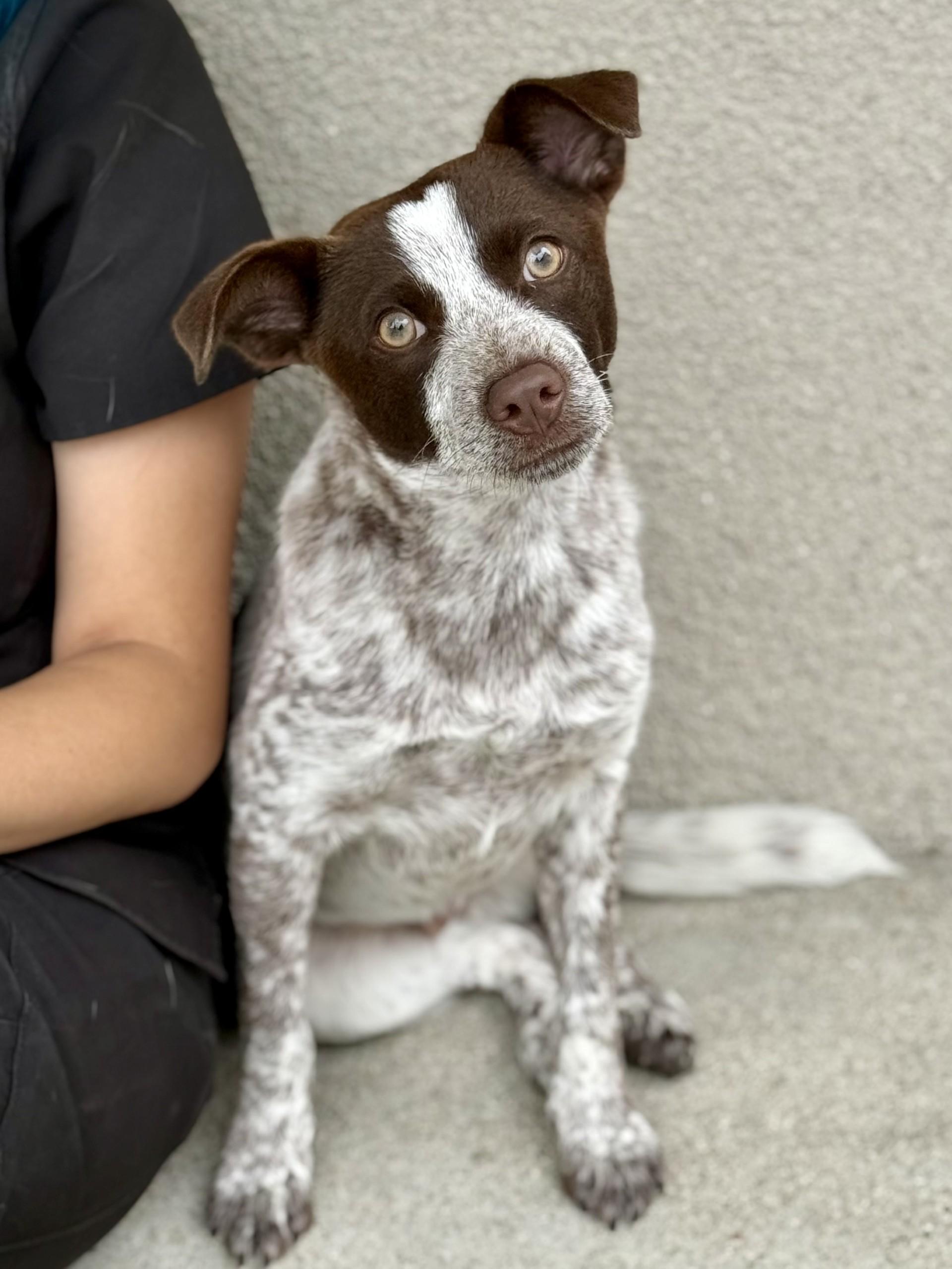 Enlarge Espresso, an adoptable mixed breed in Los Alamitos, CA image 5/6