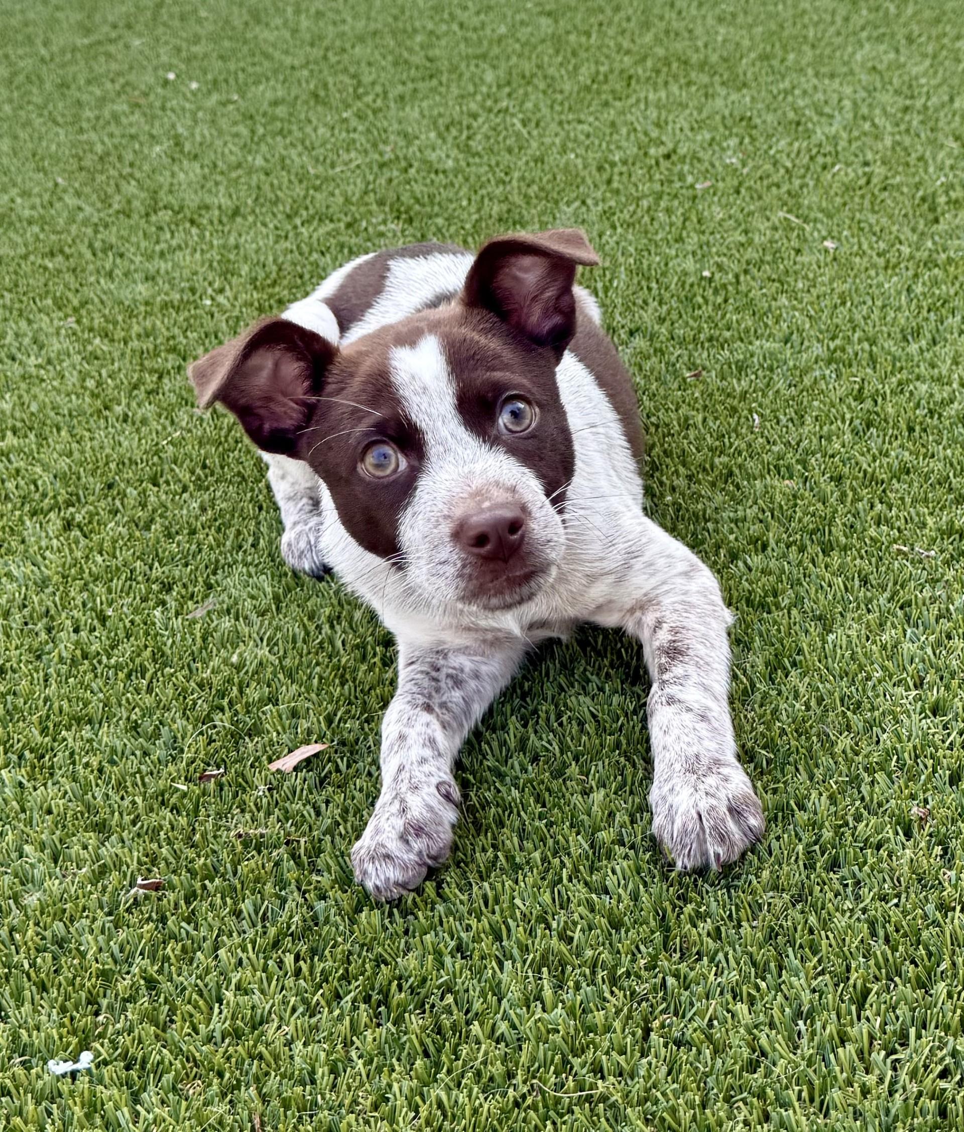 Enlarge Espresso, an adopted mixed breed in Los Alamitos, CA image 2/6
