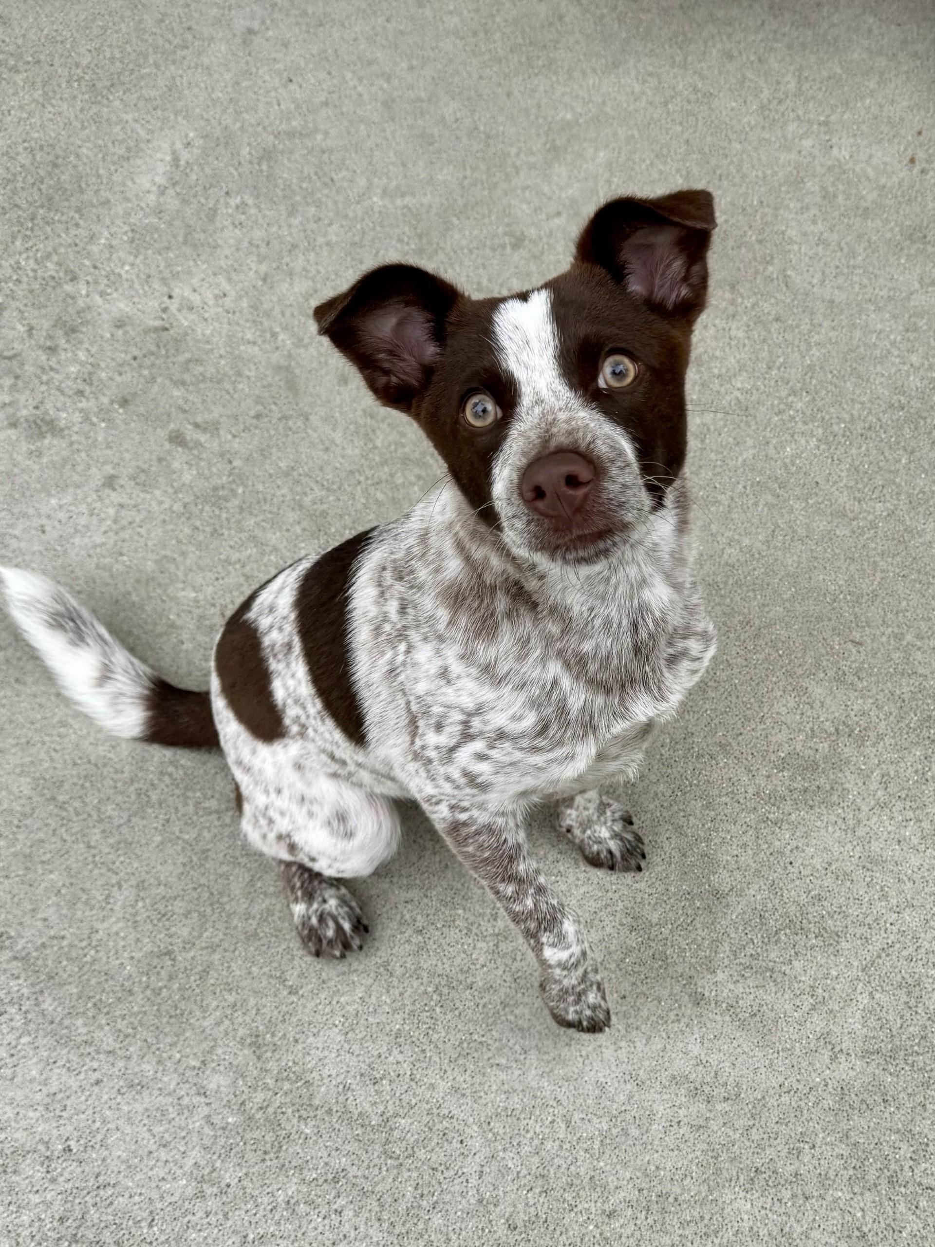 Enlarge Espresso, an adoptable mixed breed in Los Alamitos, CA image 4/6